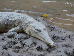 6019 Windjana Schlucht