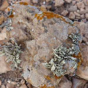 87-Karg-aber-Flechten