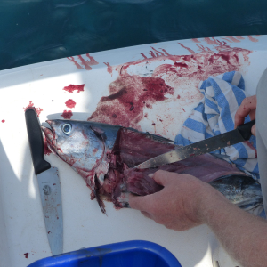 176-Thunfisch-wird-filetiert