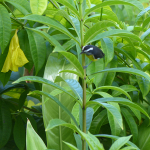 56-Tobago-das-Vogelparadies