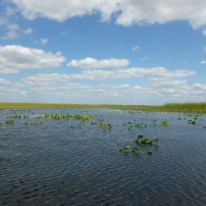 45-The-Everglades