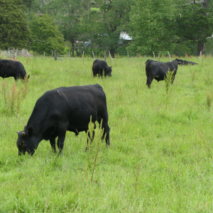 276-Rawene-Waimanaku