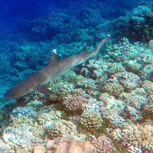 76-Tauchgang mit Liam