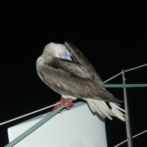 33-schlafender-blinder-Passagier