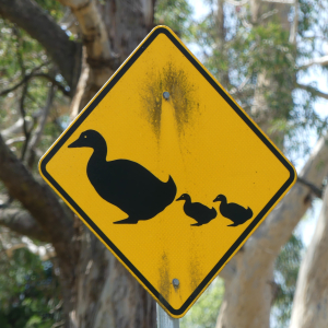 591-Enten-Ueberquerung