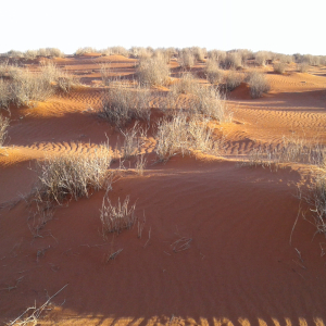 1137-Oodnadatta-Track