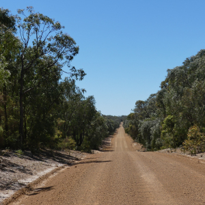 113-Lake Jasper-Track