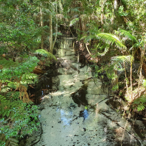 323-Fraser-Island