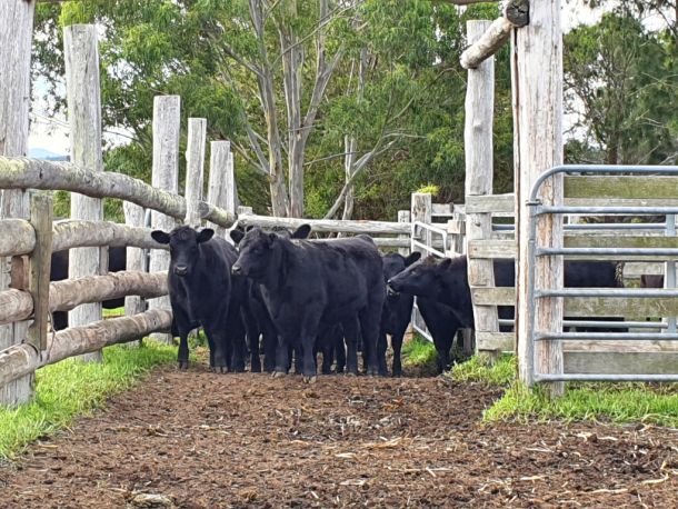 Melbourne - Mount Taylor "Lockdown"