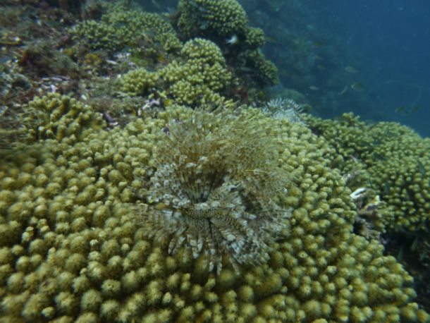 Mayreau to Grenada 07.14-08.14