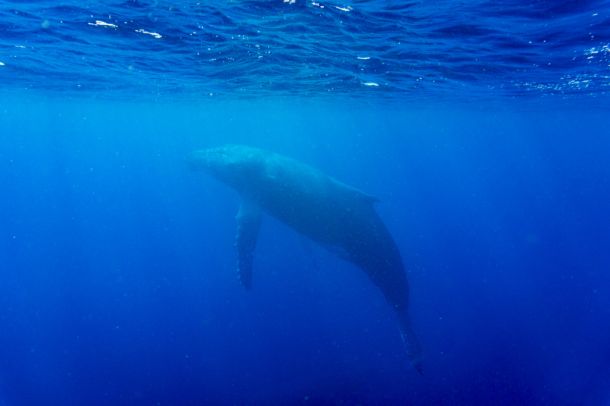 Das Königreich Tonga